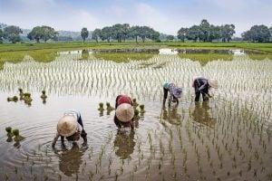 Tantangan Peningkatan Produksi Pangan untuk Menghadapi Lonjakan Populasi pada 2050